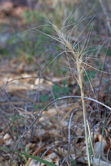 Elymus elymoides brevifolius