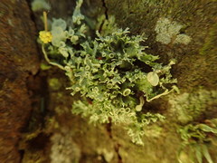 Ramalina glaucescens