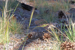 Elymus elymoides brevifolius