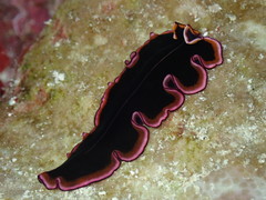 Pseudobiceros gloriosus