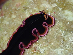 Pseudobiceros gloriosus