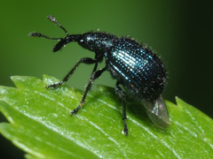 Neocoenorrhinus pauxillus