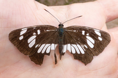 Neptis rivularis