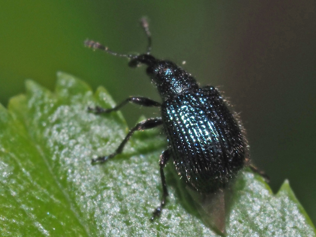Neocoenorrhinus pauxillus