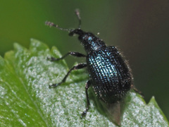 Neocoenorrhinus pauxillus