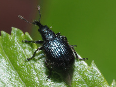 Neocoenorrhinus pauxillus