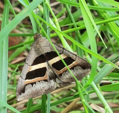 Grammodes geometrica