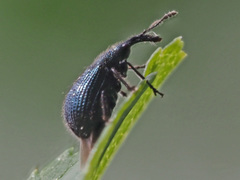 Neocoenorrhinus pauxillus