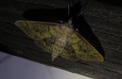 Mimorista subcostalis
