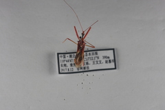 Epidaus famulus