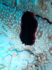 Pseudobiceros gloriosus