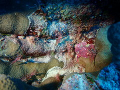 Rhynchocinetes durbanensis