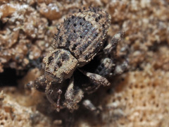 Trachodes hispidus
