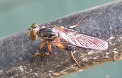 Ommatius tibialis