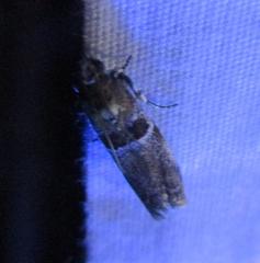 Quasisalebria admixta