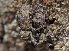 Trachodes hispidus