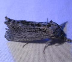 Inguromorpha itzalana