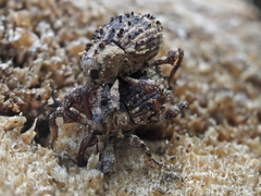 Trachodes hispidus