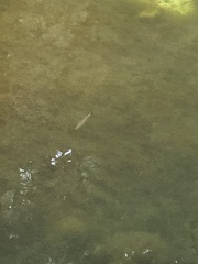 Oncorhynchus kisutch