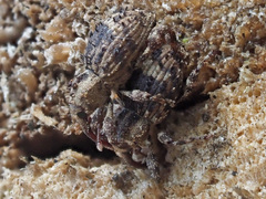 Trachodes hispidus