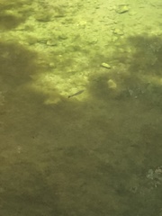 Oncorhynchus kisutch