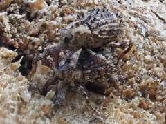 Trachodes hispidus