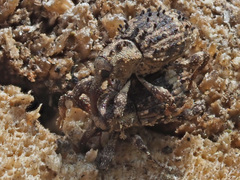 Trachodes hispidus