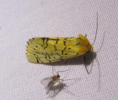 Chrysoecia atrolinea