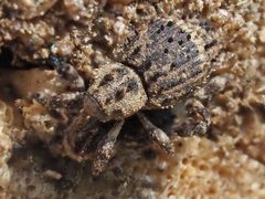 Trachodes hispidus