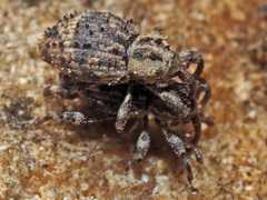 Trachodes hispidus