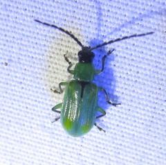 Diabrotica longicornis
