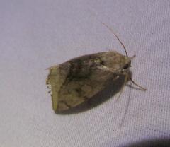 Plagiomimicus ochoa