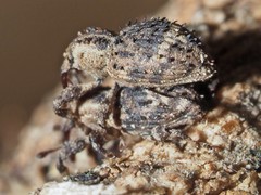 Trachodes hispidus