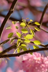 Handroanthus heptaphyllus