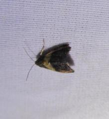 Tripudia balteata