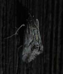 Evergestis simulatilis