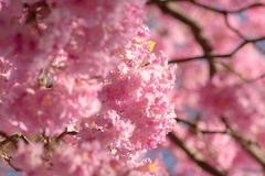 Handroanthus heptaphyllus