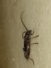 Ambonus interrogationis