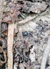 Armadillidium vulgare