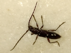 Ambonus interrogationis