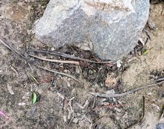 Armadillidium vulgare