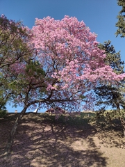 Handroanthus heptaphyllus