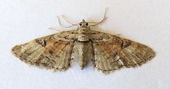 Eupithecia anticaria