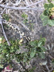 Ceroplastes sinensis