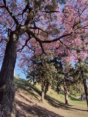 Handroanthus heptaphyllus