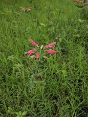 Alstroemeria psittacina