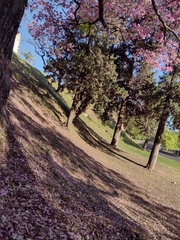 Handroanthus heptaphyllus