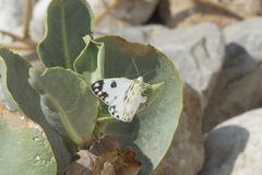 Pontia glauconome