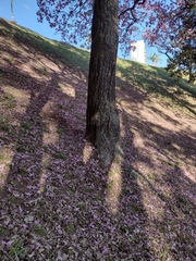Handroanthus heptaphyllus