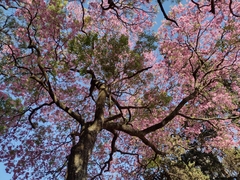 Handroanthus heptaphyllus